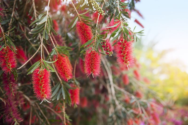 Bush Replacement in Ventura County, CA