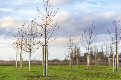 Fruit Tree Planting in Ventura County, CA
