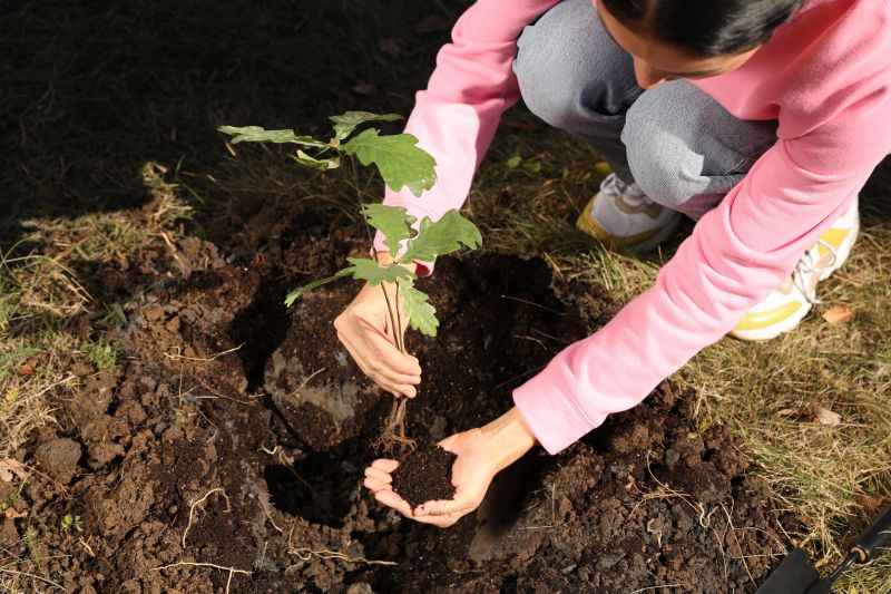 Japanese Cherry Tree Planting in Honolulu, HI