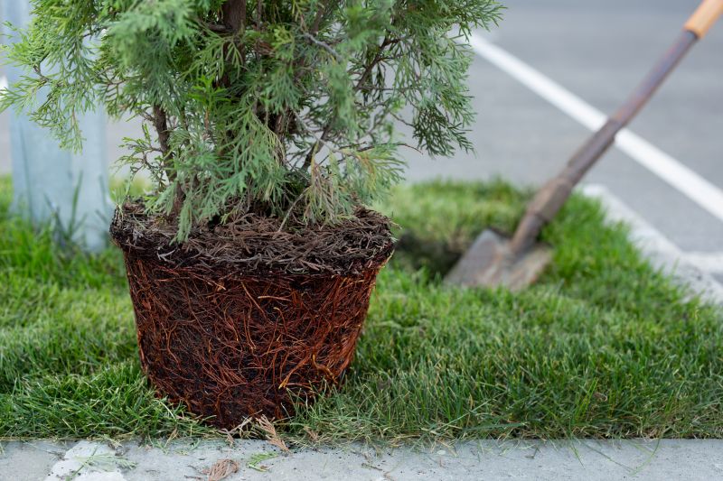 Pine Tree Planting in Honolulu, HI