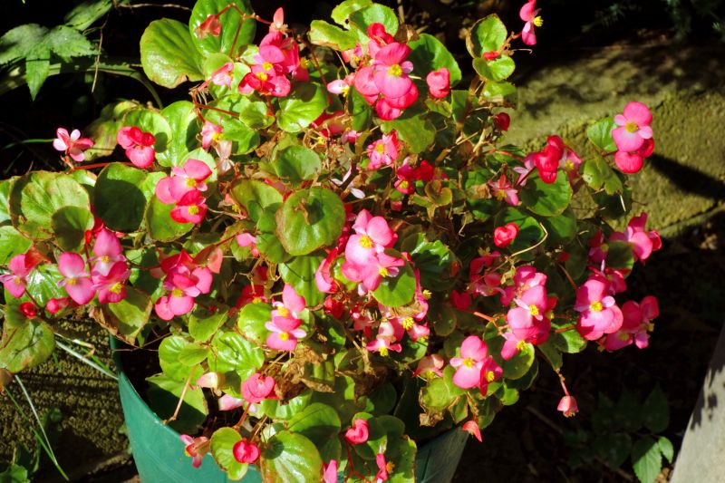 Rose Bush Planting in Ventura County, CA